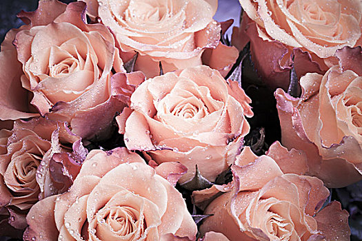 花束,湿,粉色,玫瑰,花,特写