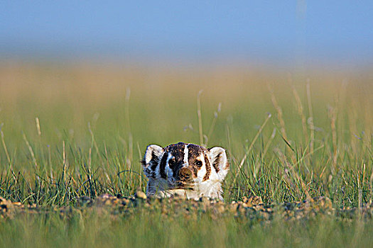 美洲獾,萨斯喀彻温,加拿大
