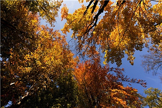 秋天,树顶,蓝色背景,天空