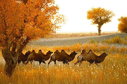 新疆胡杨林中的驼队
