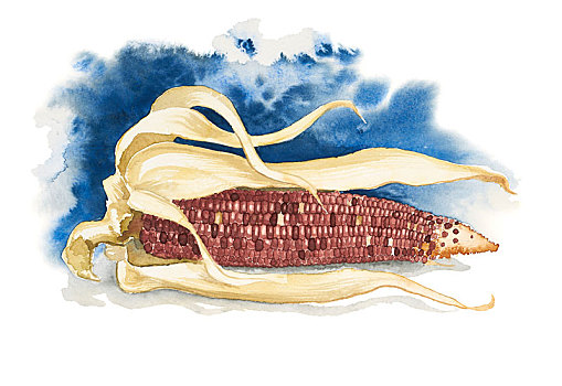 玉米棒子,水彩画