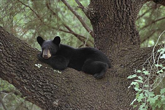 黑熊,美洲黑熊,幼兽,休息,树上,区域,墨西哥