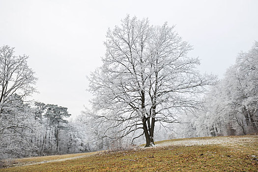 白霜,遮盖,树,维也纳,木头,奥地利