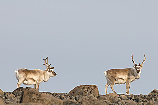 挪威,斯瓦尔巴群岛,斯匹次卑尔根岛,一对,斯瓦尔巴特群岛,驯鹿,小,驯鹿属,旅行,海岸