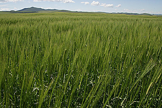 农田,小麦