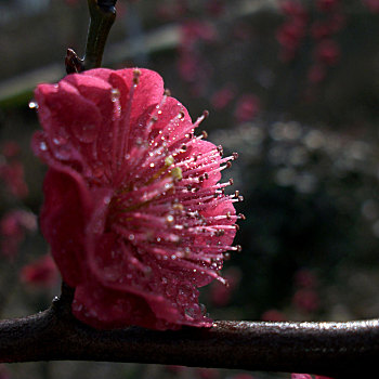 梅花,白梅,红梅