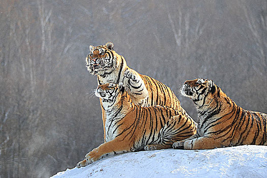 林海雪原中的东北虎