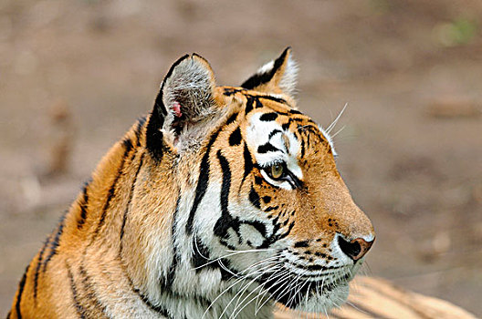 頭像,西伯利亞虎,東北虎,動物園,德國
