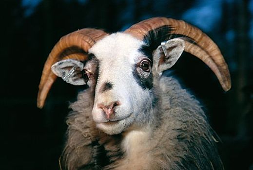 绵羊,哥特兰岛,瑞典