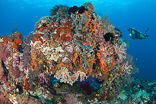 水下,拱道,遮盖,软珊瑚,四王群岛,印度尼西亚