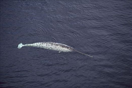 独角鲸,一角鲸,游动,靠近,表面,巴芬岛,加拿大