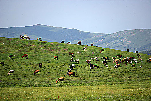 内蒙草原牧场