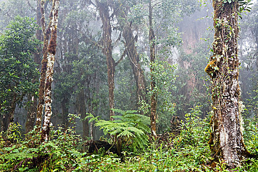 雾林,雨林,哥斯达黎加,中美洲