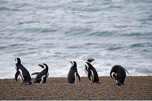 企鹅,大牧场,瓦尔德斯半岛,丘布特省,阿根廷