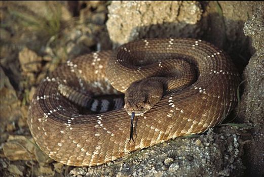 红色,响尾蛇,响尾蛇属,感知,舌头,北下加利福尼亚州,墨西哥
