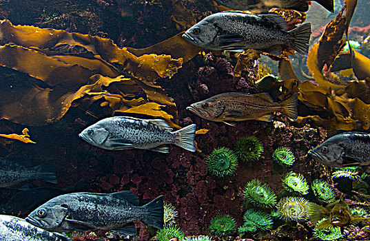 鱼,展示,温哥华水族馆,加拿大