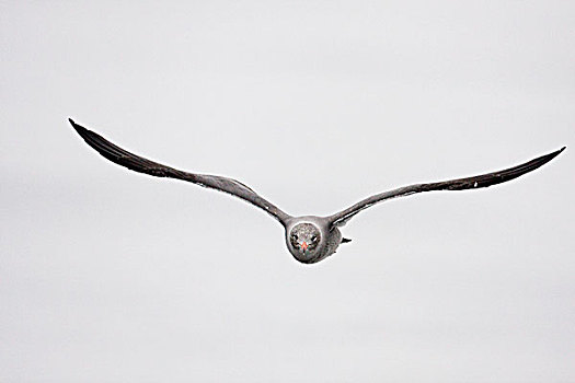 海鸥,飞,蒙特利湾,加利福尼亚