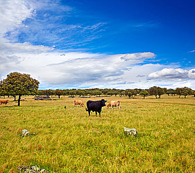 争斗,公牛,放牧,埃斯特雷马杜拉,草地,道路,西班牙