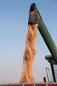 新疆巴里坤,国庆假日,优质小麦收割忙