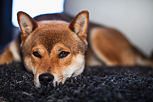 狗,卧,地毯