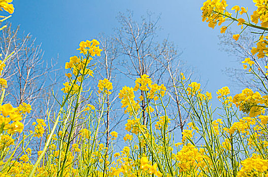 油菜花