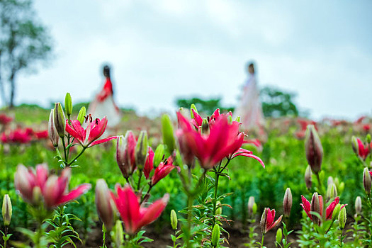 百合花