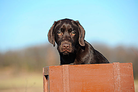 巧克力拉布拉多犬,小狗,坐,盒子