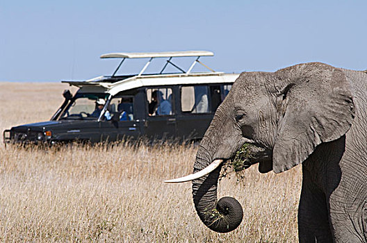 游客,看,放牧,大象,安全,塞伦盖蒂,坦桑尼亚,非洲