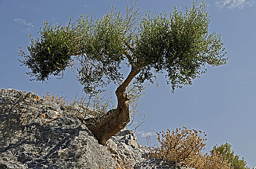 希腊,克里特岛,石头,橄榄树