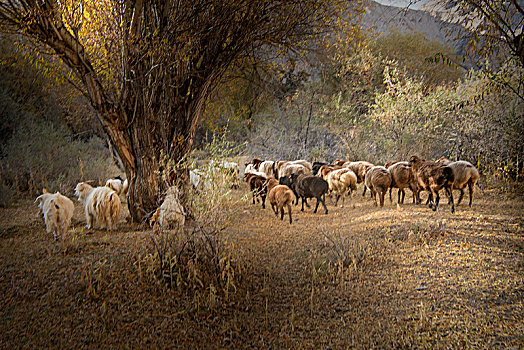 新疆,树林,秋色,晨光,羊群