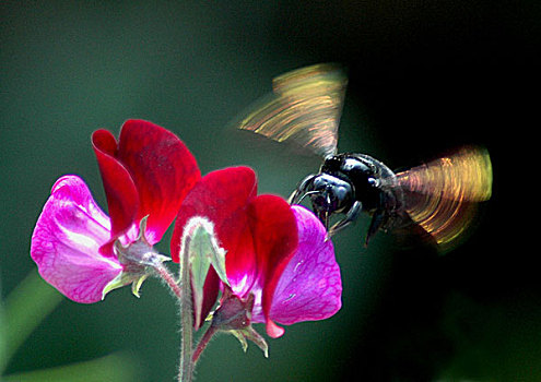 大,蜜蜂,收集,花蜜,香豌豆,花,印度,二月,2006年