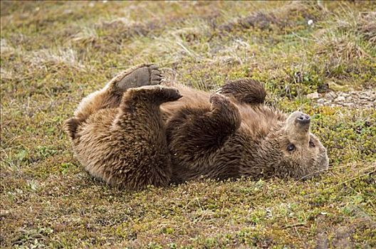 棕熊,苔原,德纳里峰国家公园,阿拉斯加