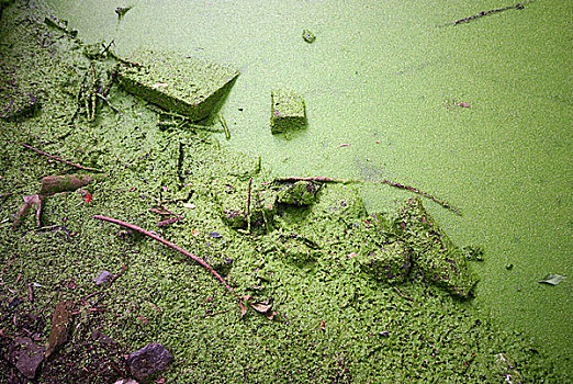 绿色池水