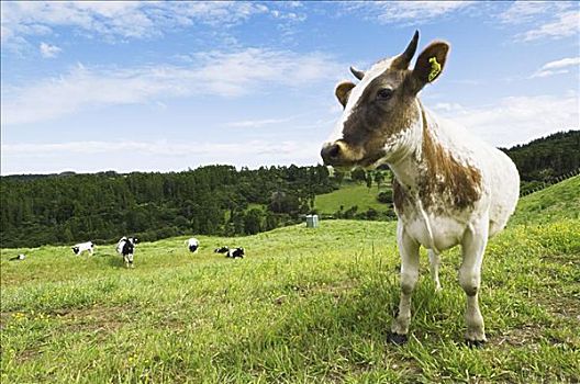 母牛,地点,新西兰