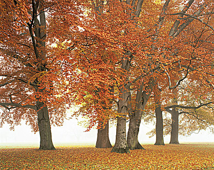 公园,树,山毛榉,铁树,前景,秋日风光,自然,季节,落叶树,秋天,叶子,秋叶,雾,德国