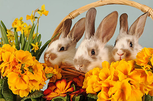 稳定,兔子,褐色,斑点,小动物,坐,花,篮子,奥地利,欧洲