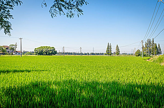 田野