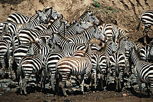肯尼亚,马赛马拉国家保护区,大量,斑马,靠近,马拉河,大幅,尺寸
