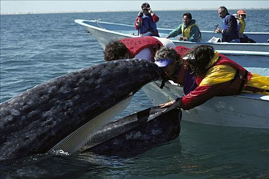 灰鲸,爱抚,游客,船,北下加利福尼亚州,墨西哥