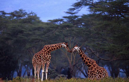 照片,两个,长颈鹿,肯尼亚,非洲