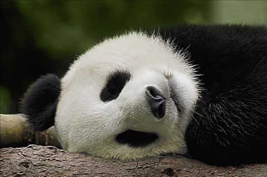 特写,熊猫,睡觉