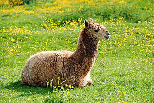 羊驼,成年,保持,驯服,宠物,围场,赫特福郡,英格兰,英国,欧洲