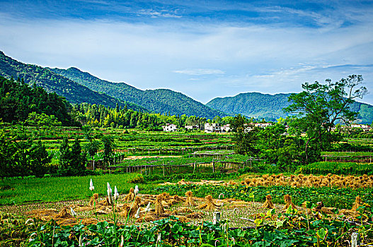 山野风光