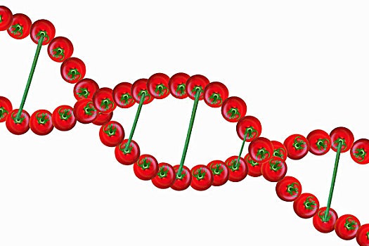 西红柿,基因,螺旋