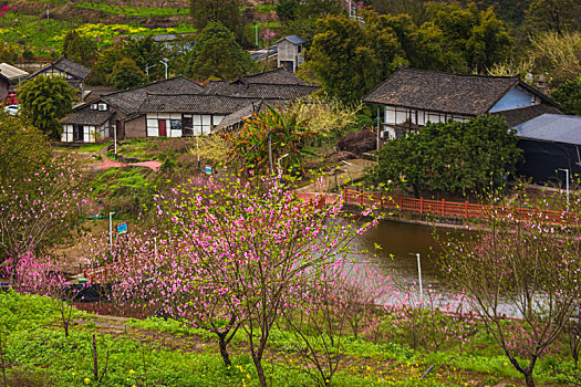 大营山桃花