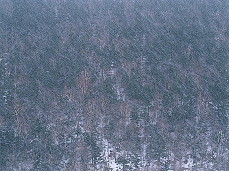 树林,下雪