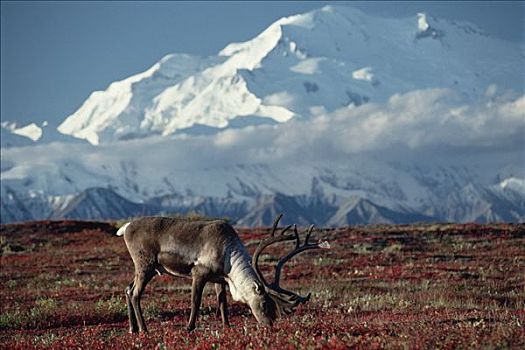 北美驯鹿,驯鹿属,公牛,放牧,下方,山,德纳里峰,德纳利国家公园和自然保护区,阿拉斯加