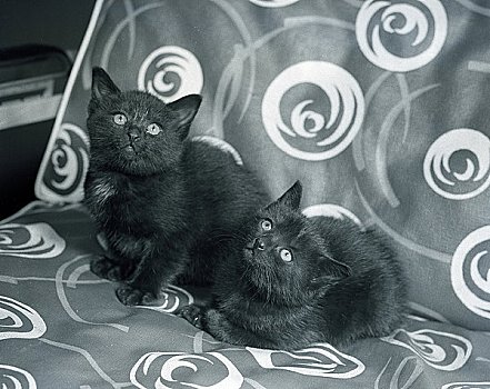 两个,黑色,小猫,休息,沙发