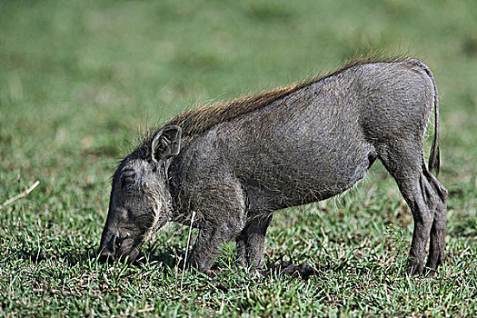 疣猪,放牧,马赛马拉,肯尼亚