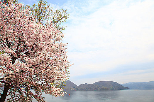樱花,湖